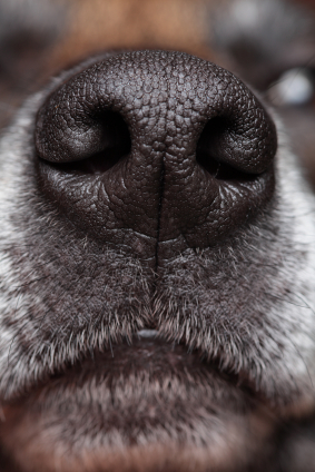 Nosework