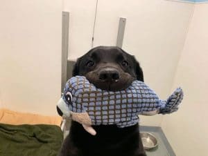 black lab with toy in his mouth