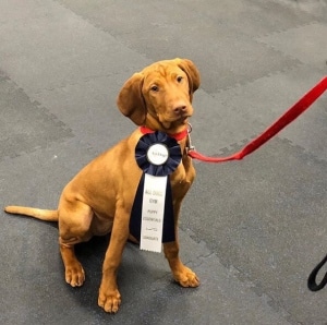 Puppy graduating from class