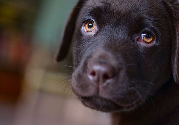 black lab puppy