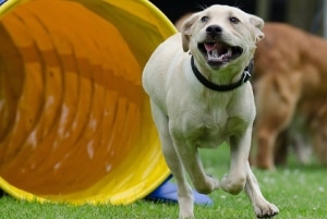 Dog running out of an agility tunnel