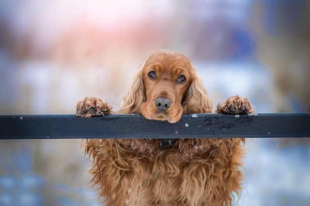 Cocker Spaniel looking sad