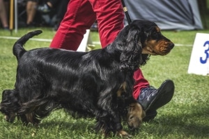 spaniel in breed show