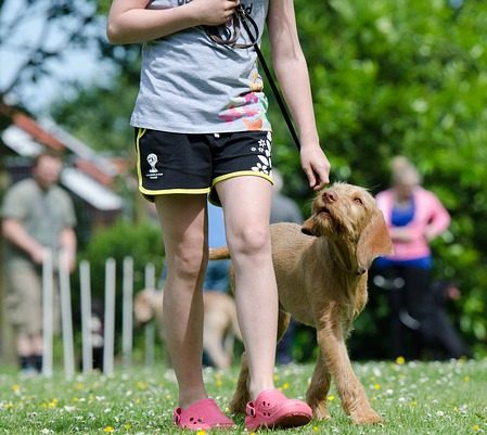 Training a dog