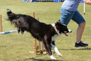 border collie doing agility