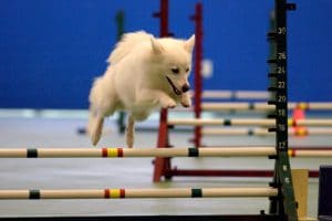 American Eskimo jumping in agility course