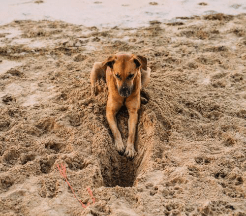 Dog digging a hole in the sand