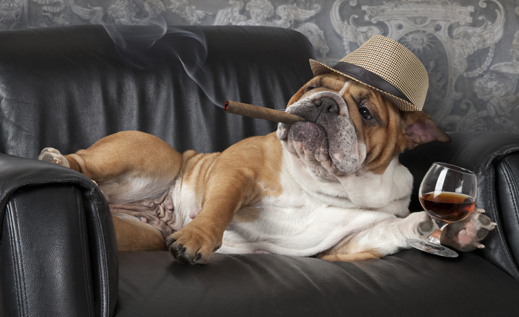 Humorous photograph of English Bulldog resting in a black leather chair with a cigar and glass of cognac.