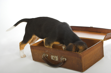 Beagle puppy doing a search in an old suitcase