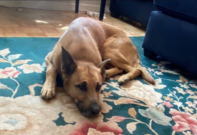 dog lying on rug