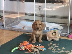 can a 9 weeks old puppy introduce to a dog