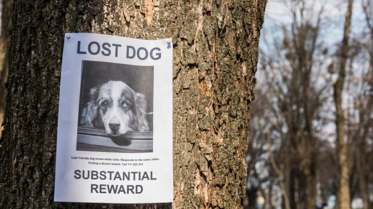 Lost dog poster on tree