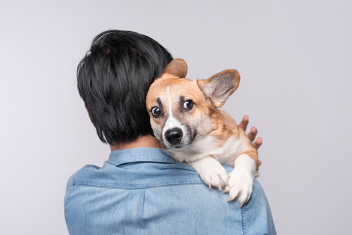 Corgi being hugged