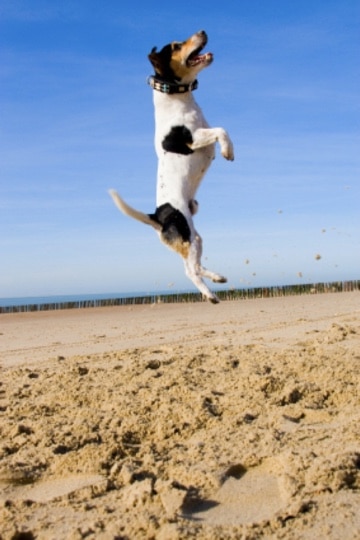 A dog jumping in the air Description automatically generated with medium confidence