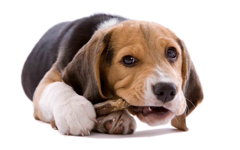 What Type of Chew Toys are Safe for Dogs?