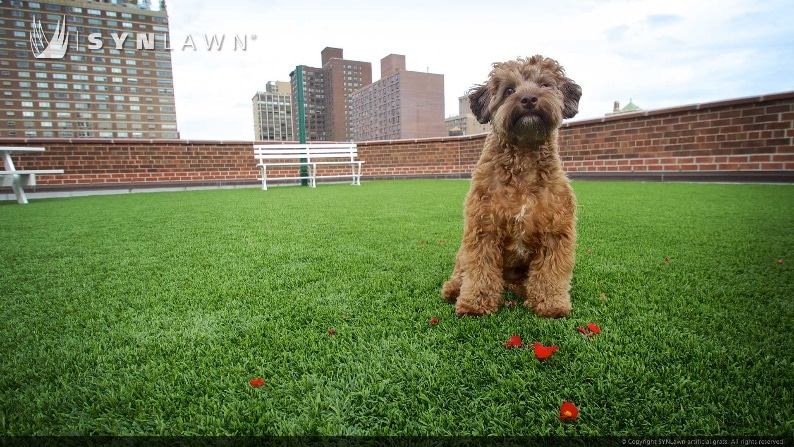 SYNLawn New York Louie the Dog with Rooftop Pet Turf