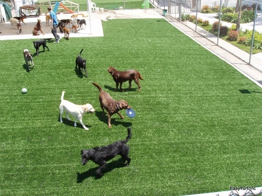 The Best Synthetic Grass for Dogs | Artificial Turf Express