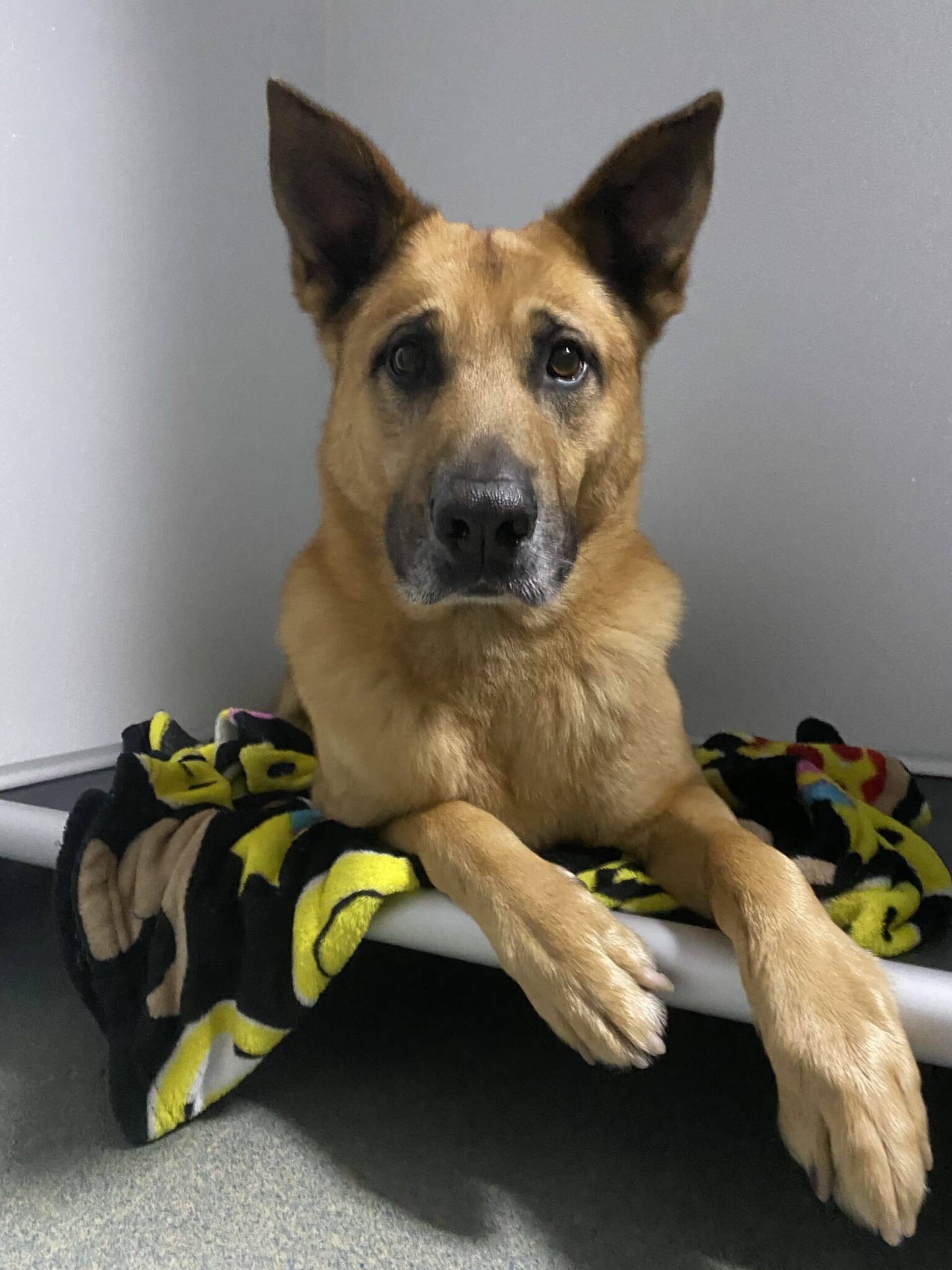 Boarding for Dogs All Dogs Gym