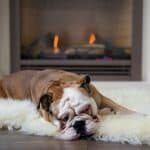 dog on a rug