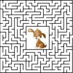 Dog in a maze