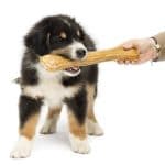 puppy with a chew toy