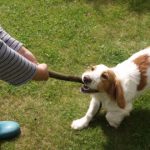 dog playing tug of war