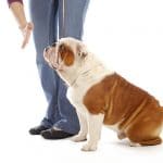 training a dog