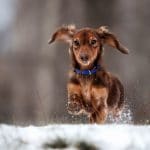 dog running