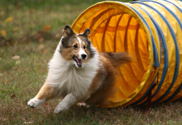 Dog running an agility course