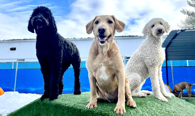 group of dogs having fun outdoors