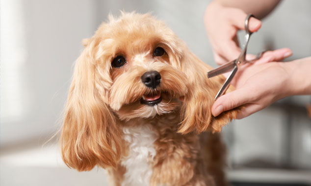 Dog getting a haircut by a professional dog groomer