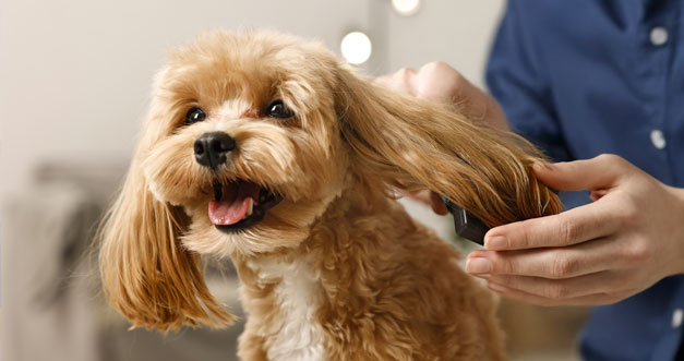 Happy dog being brushed by a groomer