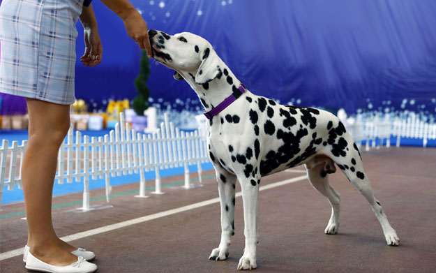 Dog breed handling at a dog show