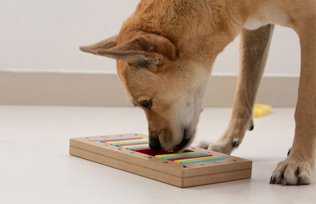 Dog using scent to find a treat