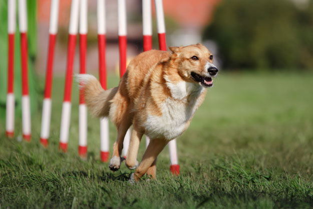 Dog running an obstacle course