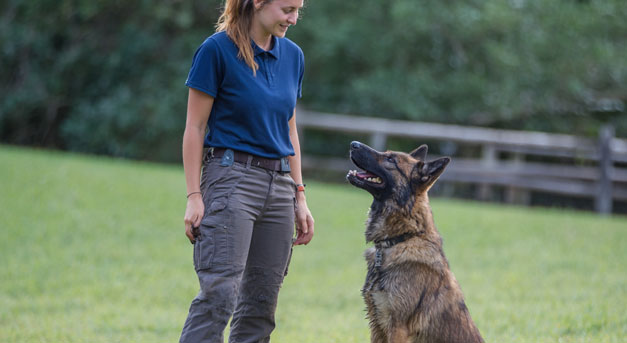 dog being trained