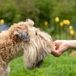 dog training