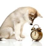 dog looking at a clock
