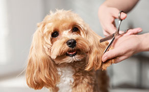 dog grooming