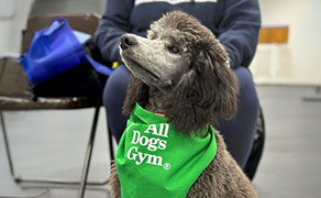 Dog training