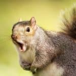 squirrel