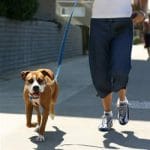 walking a dog on a leash