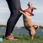 dog greeting its owner