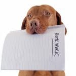 dog with homework