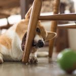 puppy chewing a chair leg