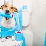 Puppy with toilet paper