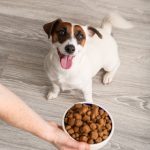 Dog with food