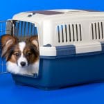 Dog in a crate