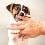 puppy biting a finger