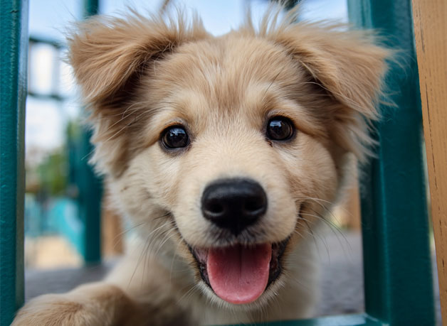 puppy with a smile on the playground